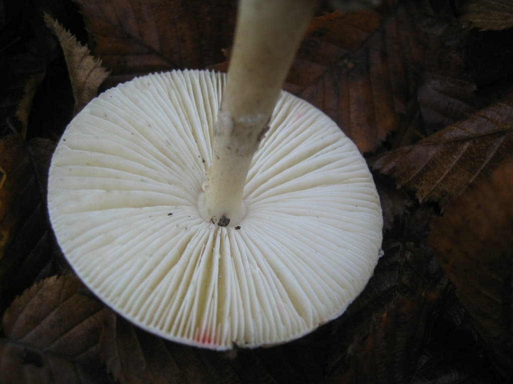 Amanita phalloides var. alba